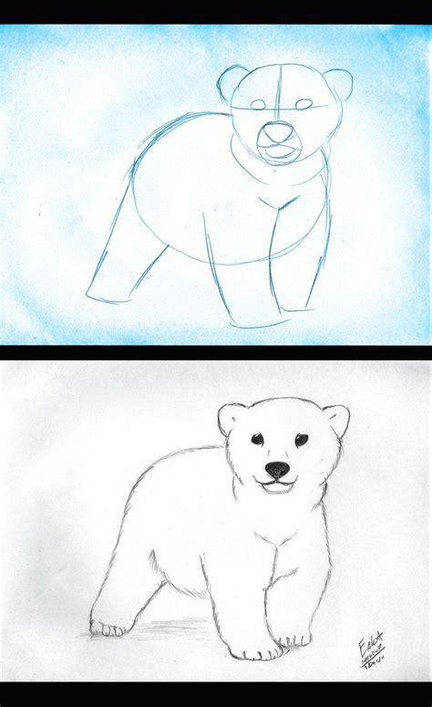 How To Draw A Polar Bear Video Step By Step Pictures Artofit