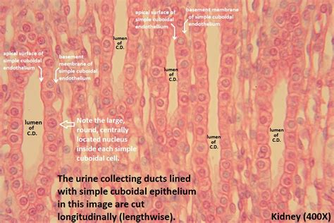 Simple Cuboidal Epithelium Labeled Basement Membrane