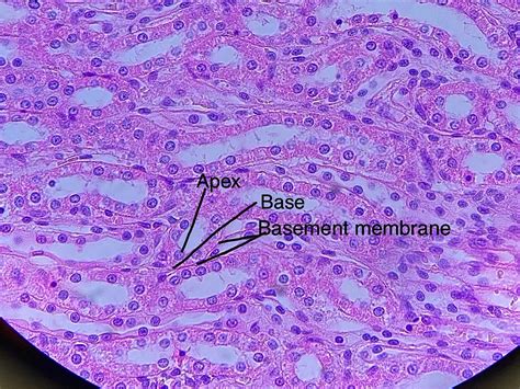 Simple Cuboidal Epithelial Cells