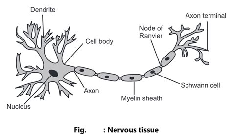 Human Body Tissues And Their Functions