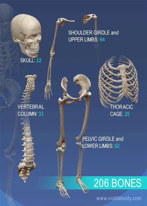 Overview Of Skeleton Learn Skeleton Anatomy