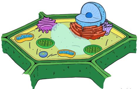 Well Labeled Diagram Of Plant Cell Class 9