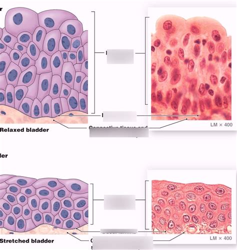 Transitional Epithelium Diagram Quizlet Science Notes Study Notes