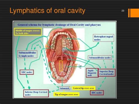 Blood Supplyand Lymphatic Drainage To Oral Cavity