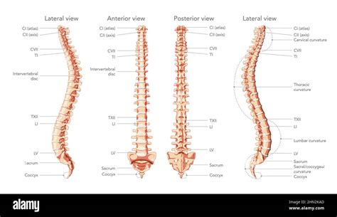 Vertebral Column Diagram Labeled