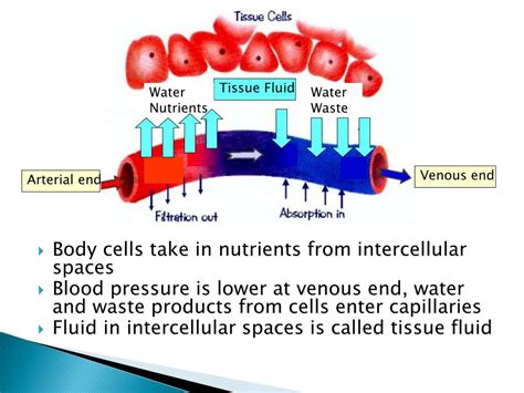 Ppt Tissue Fluid And The Lymphatic System Powerpoint Presentation Id