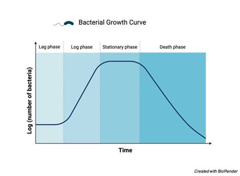 5 Phases Of Bacterial Growth