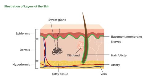 Skin Layers Diagram Labeled