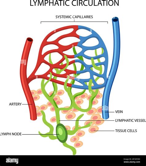 Lymphatic Circulation System Diagram Illustration Stock Vector Image