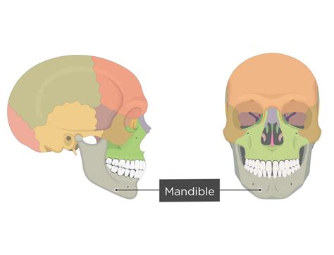 Coronoid Process Skull