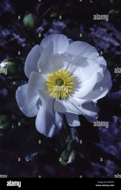 The Giant Buttercup Or Mount Cook Lily Ranunculus Lyallii Mount