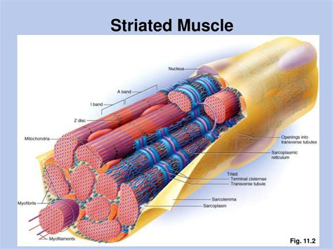 PPT Skeletal Muscle Contraction Sliding Filament Model PowerPoint