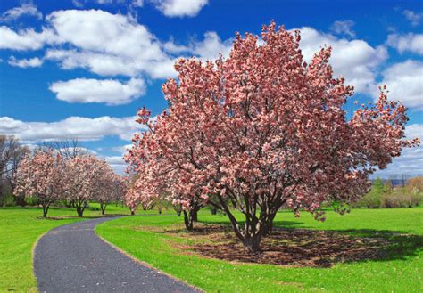 When to prune flowering trees? Products Archive - BamboobikeWorldTour