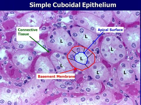 Simple Cuboidal Epithelium Labeled Basement Membrane