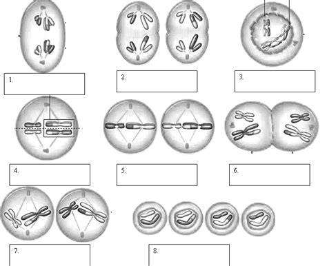 Meiosis Identify The Phase Of Meiosis From A Description Worksheets