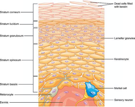 Stratified Squamous Epithelium Non Keratinized Esophagus