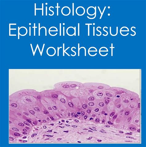 Histology Epithelial Tissues Worksheet Anatomy Biology Classful