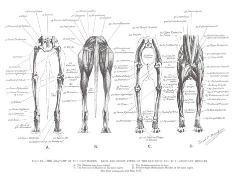 L➤ dog leg bones 3d models ✅. Greyhound Anatomy Diagram - Back and Front Views of the ...