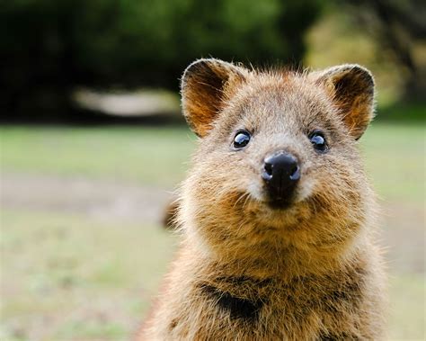 Australia Animal Cute Discover The Cutest Animals In Australia