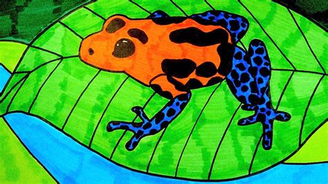 Learn how to draw a cartoon frog. How To Draw A Poison Dart Frog (KIDS) - YouTube