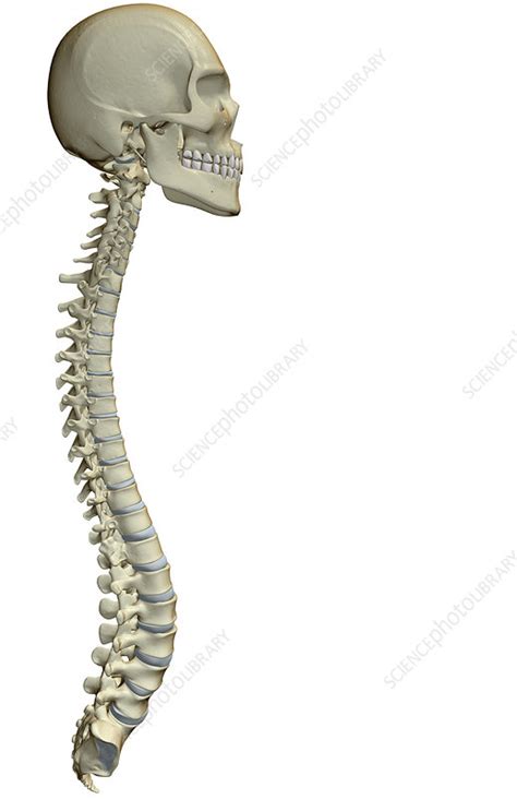 Vertebral Column And Skull Stock Image F0020240 Science Photo