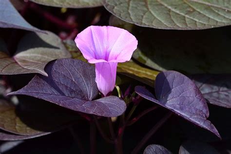 The edible sweet potato vine provides winter greens when grown indoors. Sweet potato vine - Ipomoea batatas 'Sweet Caroline ...