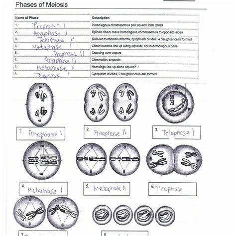 Meiosis Grade 12 Worksheets