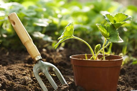 The Sun Is Here At Last Get Into The Sun And Exercise The Gardening