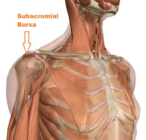 Shoulder Ligament Injuries Innova Pain ClinicInnova Pain Clinic