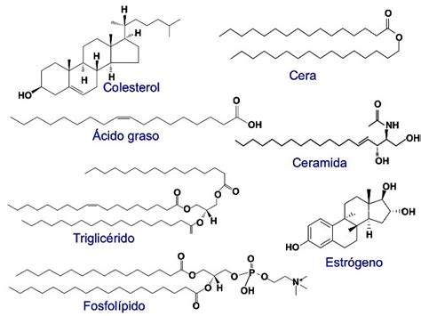 Lípidos Qué Son Características Tipos Y Funciones Con Ejemplos