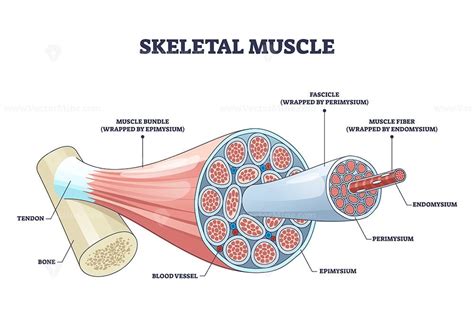 Skeletal Muscle Diagram Ncert