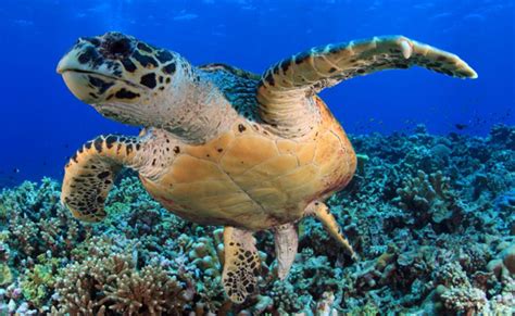 Magical Marine Life In The Philippines