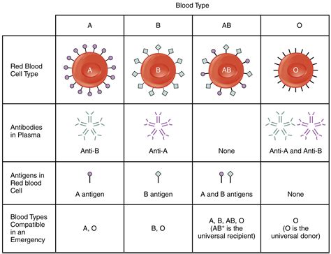 Blood Typing Anatomy And Physiology