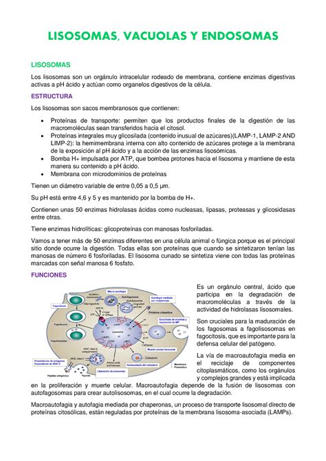 12 Lisosomas Vacuolas Y Endosomas LISOSOMAS VACUOLAS Y ENDOSOMAS