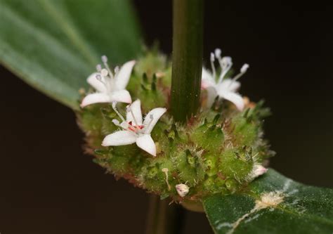 Woodland False Buttonweed Common Weeds Of South Florida Hierbas Malas