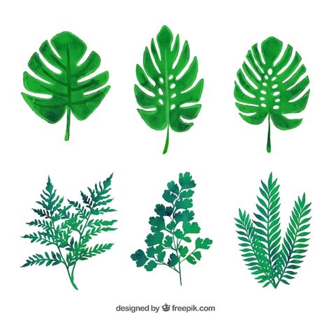 Variedad De Hojas Verdes Vector Gratis