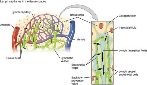 Anatomy Of The Lymphatic And Immune Systems Anatomy And Physiology Ii