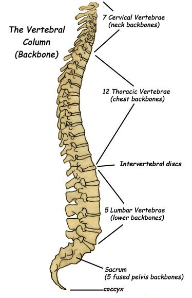 Label The Parts Of The Backbone Vertebral Column