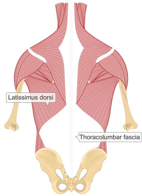 Skeletal Muscle Structure Quizzes Human Bio Media