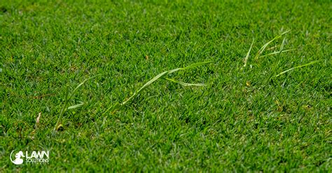 Controlling Invasive Grasses Lawn Solutions Australia