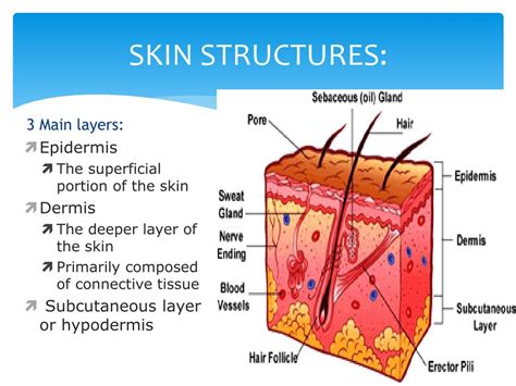 Ppt Basic Skin Structure Powerpoint Presentation Free Download Id