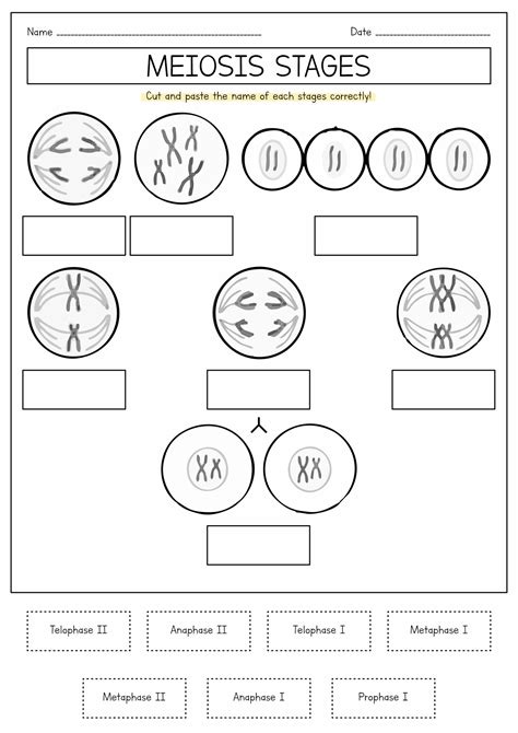 Unit 6 Outcome 1 Meiosis Coloring Worksheet Worksheets Library