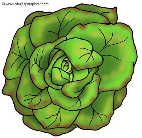 Dibujos De Lechugas En 2023 Lechuga Verduras Dibujo Limpieza De