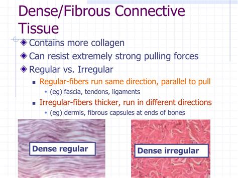 Fibrous Connective Tissue Diagram