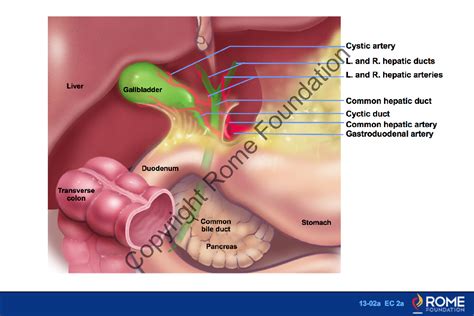 Gallbladder And Soo A Overview Of The Extrahepatic Biliary Tree