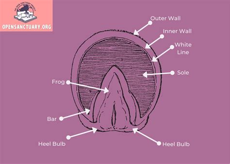 Horse Anatomy The Hoof The Open Sanctuary Project