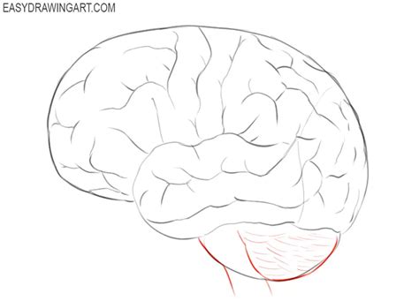 How To Draw A Brain Easy Drawing Art