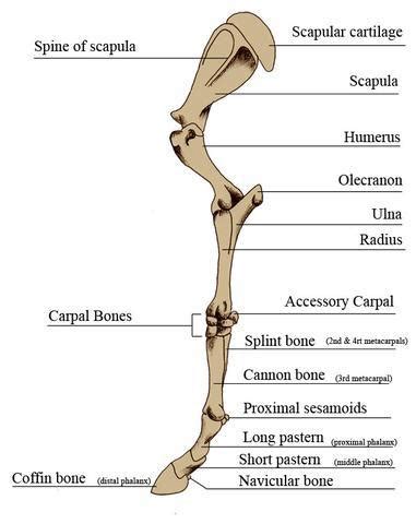 What does this suggest about mammals? Horse Anatomy - Mobility Health