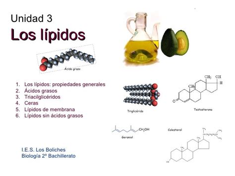 Lípidos