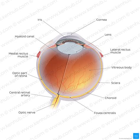 Blood Vessels And Nerves Of The Eye Anatomy Kenhub